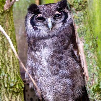 Verreaux's eagle-owl - De Zonnegloed - Animal park - Animal refuge centre 